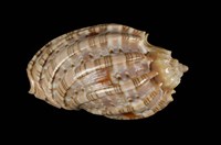 藏品(艷紅楊桃螺)的圖片